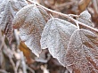 Штормовое предупреждение об опасном явлении – заморозках – на юге Тюменской области